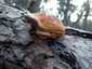 Szegett tapló (Fomitopsis pinicola), Budai-hegység